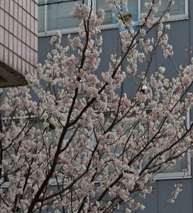 _20160312_114831桜と鳥